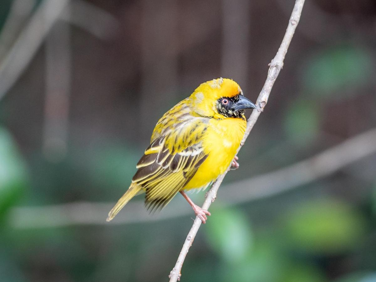 Seven Villa Hotel & Spa Johannesburg Exterior photo Yellow-throated spiny-billed finch